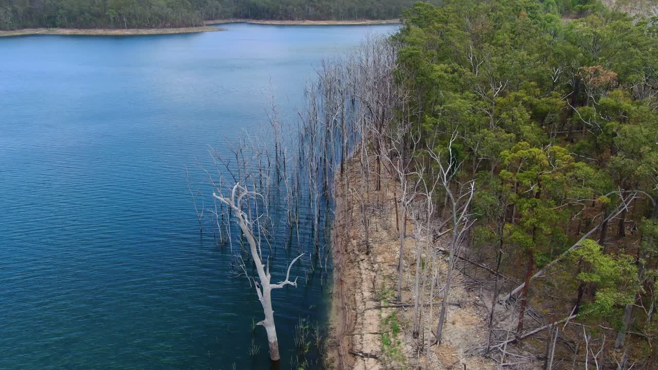Drone flying towards dead trees at lakes edge, Sunny day, birds flying low