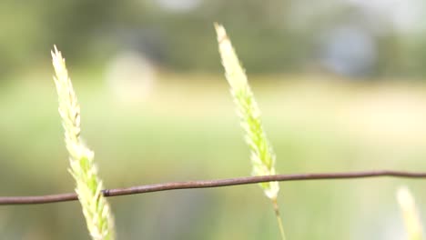 grass swaying in the breeze beside a wire-fence