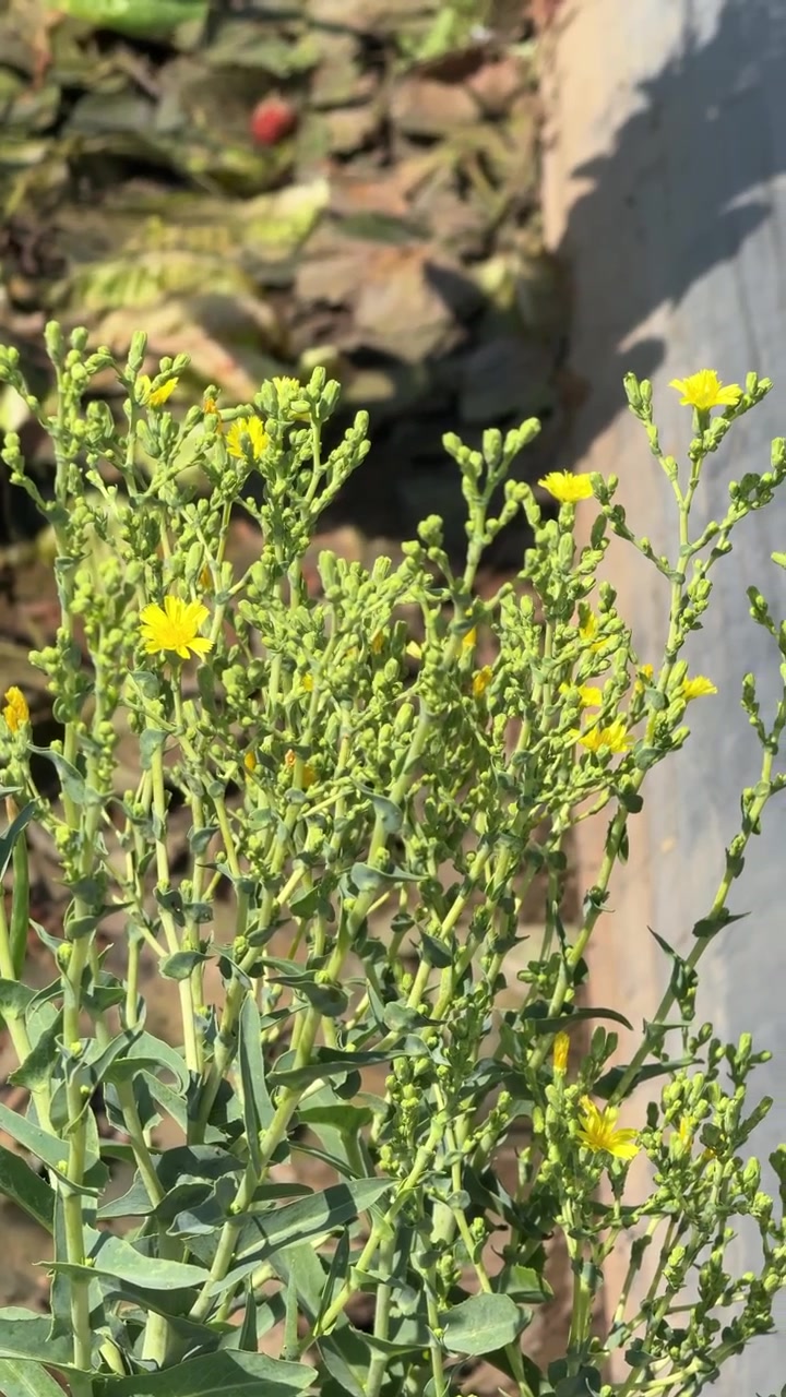 Yellow Wildflowers Blooming in a Sunny Agricultural Field