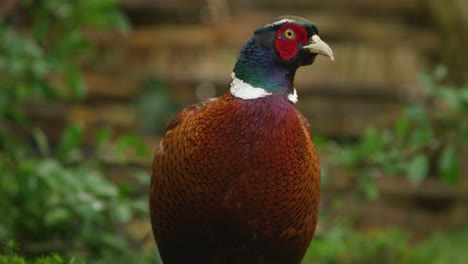 faisán con plumaje colorido, brillante y brillante mirando a la cámara - vista frontal