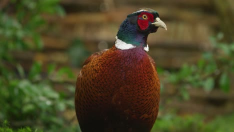 pheasant with colorful, shiny and glossy plumage looking at camera - front view