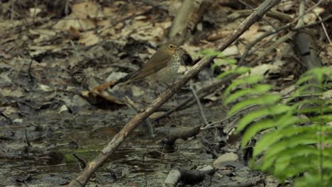 thrush bird perched on a tree on broken twig