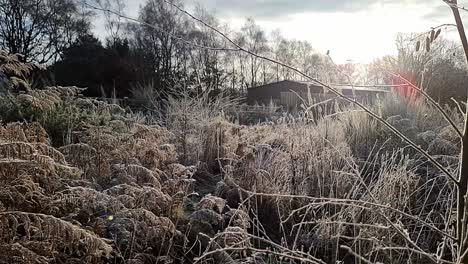 Abgeschiedene-Scheune,-Versteckt-Hinter-Frostbedecktem-Weißem-Farnlaub-Während-Des-Kalten-Wintersonnenaufgangs