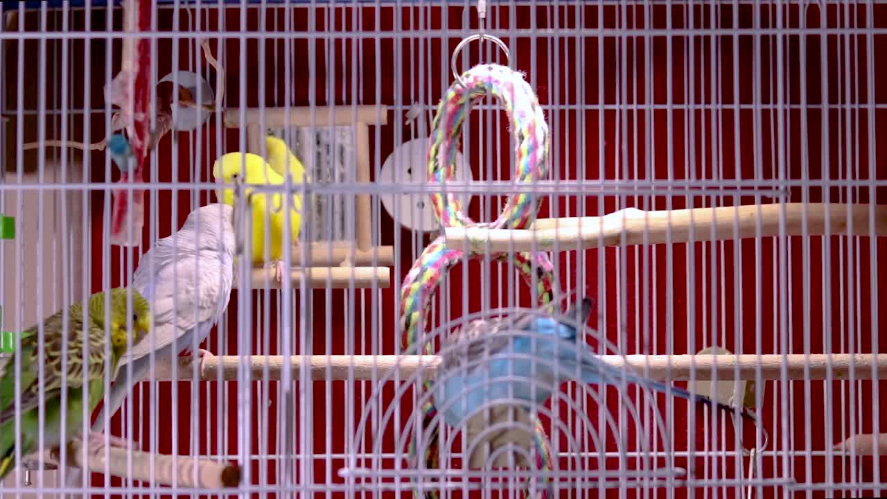 많은 아름답고 귀여운 잉꼬 중 두 마리가 서로를 손질하고 다른 두 마리는 매우 가려워합니다.