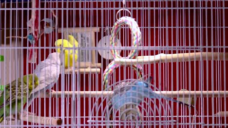 Two-of-the-many-beautiful-and-cute-parakeets-are-preening-each-other-while-the-other-two-are-very-itchy