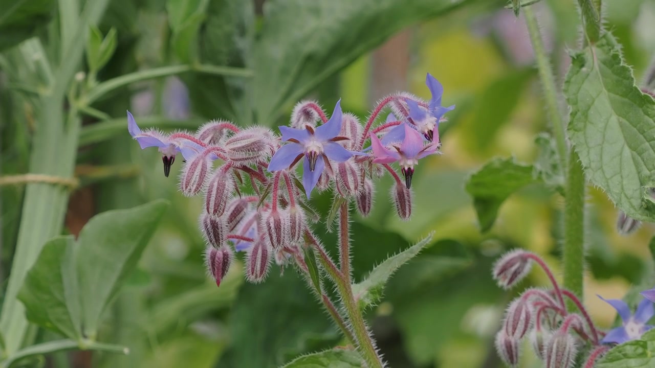 Frisk agurkurt (Borago officinalis) plante med klaser av blå spiselige blomster og hårete grønt bladverk fotografert i naturlig dagslys