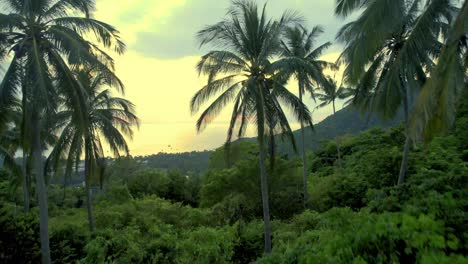 Eine-Drohnenaufnahme-Eines-Sonnenuntergangs-Im-Regenwald