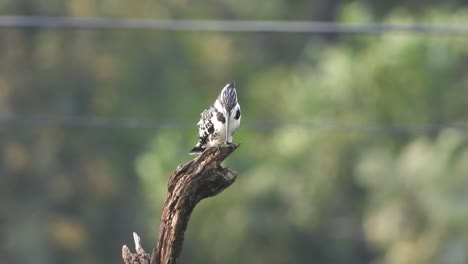 Bezahlter-Eisvogel---Teich---Wasser---Baum