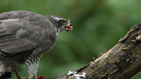 slow motion shot of active grey hawk biting on bloody prey after hunting in wilderness - close up