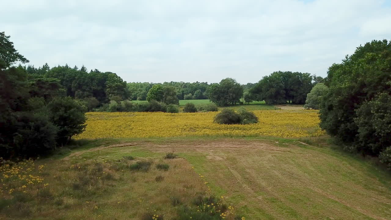 pradera y flor amarilla con bosque 4k drone
