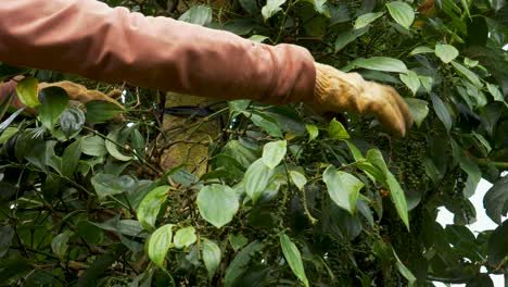 Recogiendo-Y-Arrancando-Granos-De-Pimienta-Del-árbol-En-Una-Plantación-Agrícola-Orgánica,-Granjero-Sin-Rostro-Trabajando