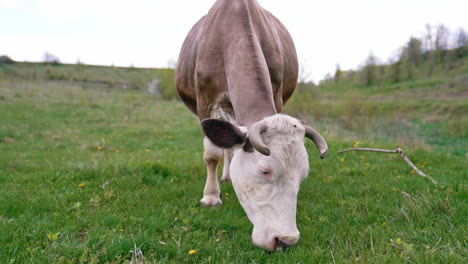 cow grazing on a meadow. cattle standing in a green field
