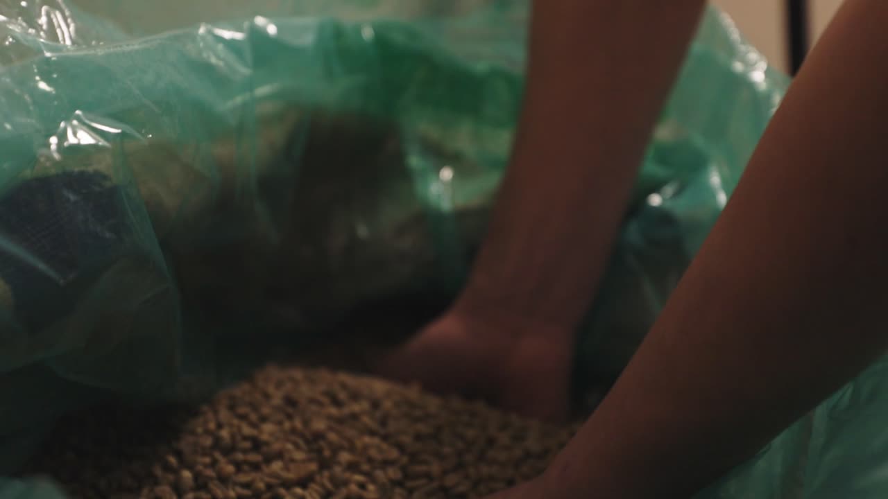Picking up coffee from a bag with bear hands. The coffee beans are still green and unroasted. Filmed in 50fps.