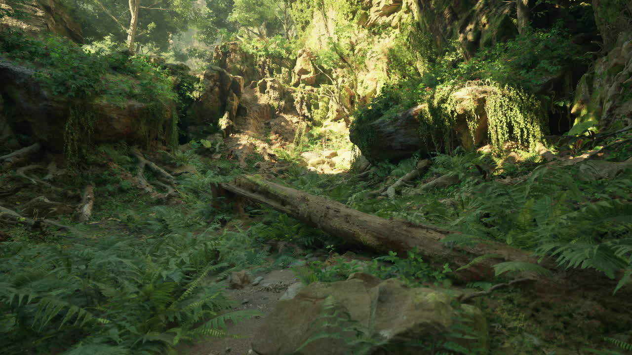 울창 한 열대 우림