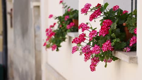 vibrant red flowers on a windowsill