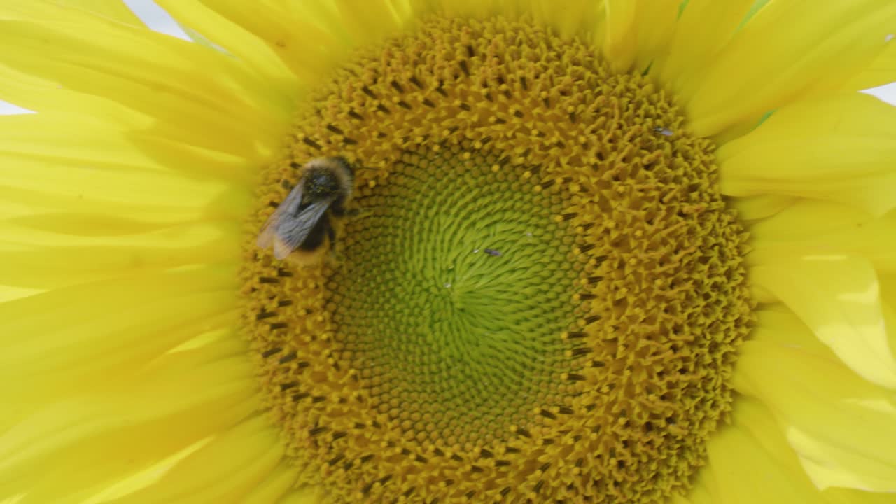 Bee on bright sunflower collects nectar, showcasing vibrant nature