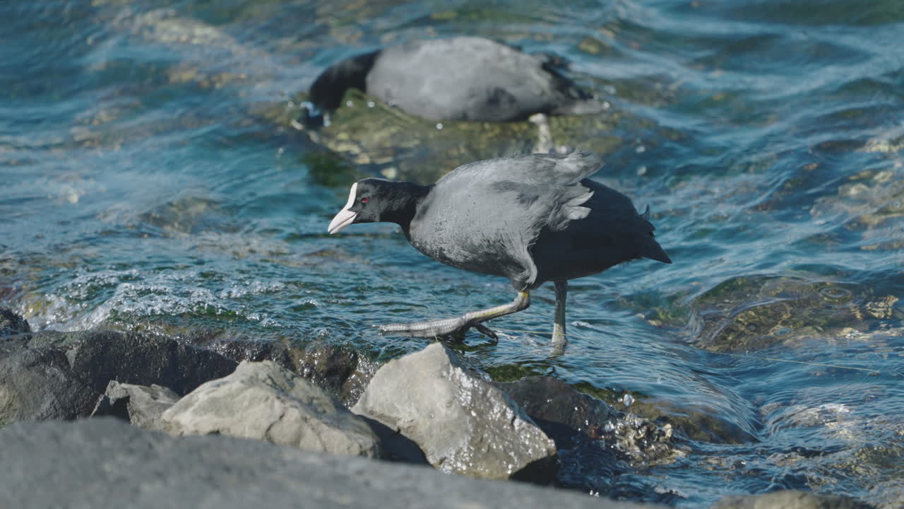 해변에 튀는 파도와 함께 바위에 조류를 먹는 유라시아 coots의 쌍