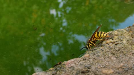 a wasp sits on a stone next to the water and quenches her thirst