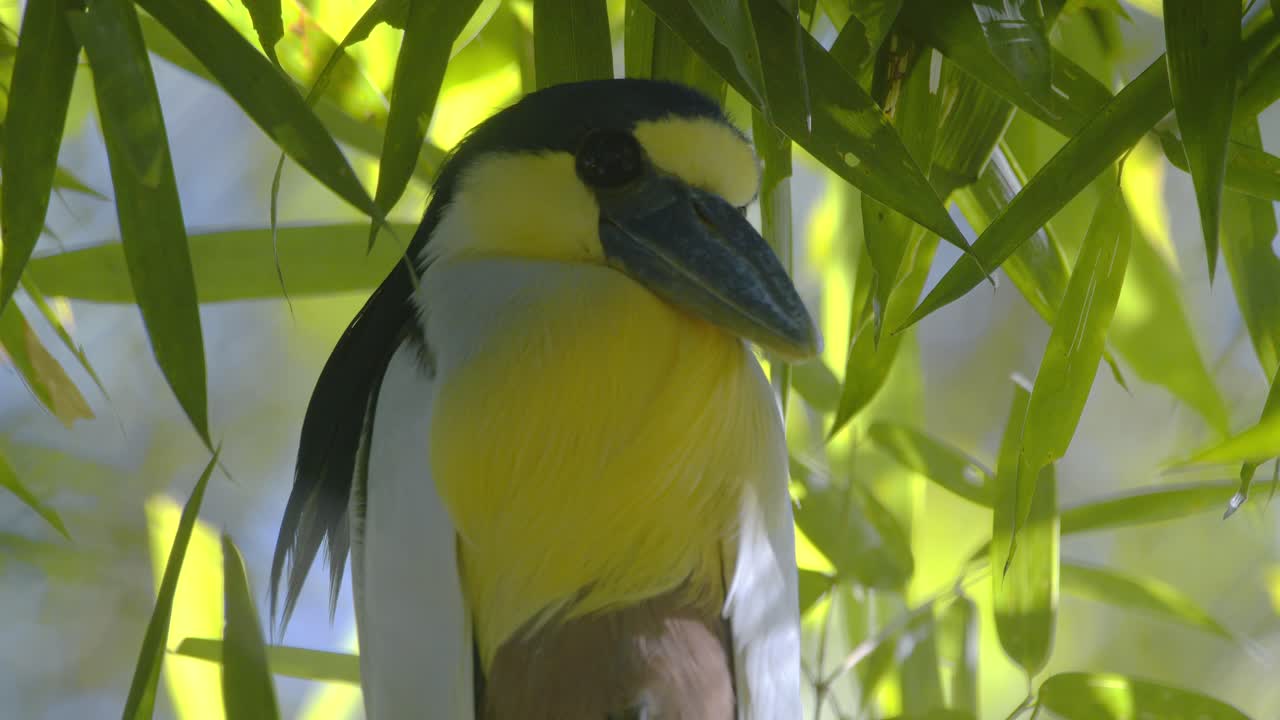 Bamboo serves as a perch for a boat-billed heron in the heart of the tropical rainforest.