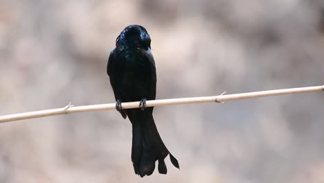 El-Drongo-Con-Cresta-De-Pelo-O-Es-Un-Ave-En-Asia-De-La-Familia-Dicruridae-Que-Era-Conespecífico-Con-Dicrurus-Bracteatus-O-Drongo-Con-Lentejuelas-En-El-Que-Puede-Ser-Difícil-Diferenciar-Entre-Sí