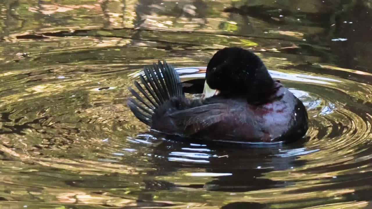 Un'anatra dal piumaggio scuro si pulisce mentre galleggia su uno stagno con riflessi di luce dorata