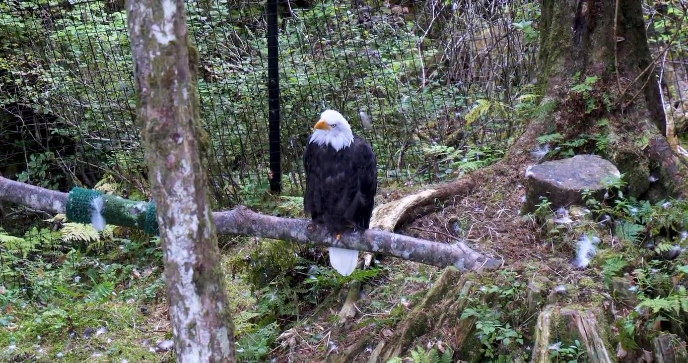 Adult Bald eagle resting on a tree trunk Sitka, Alaska.