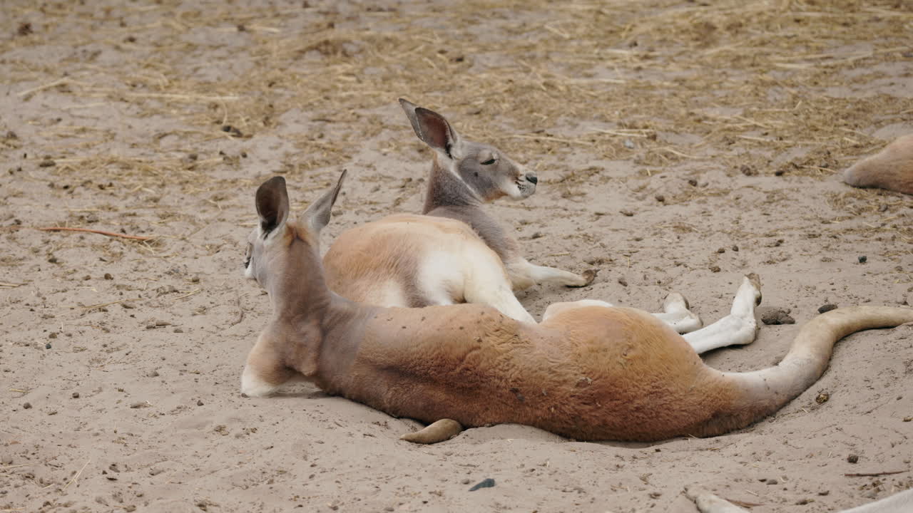 Two Kangaroos Resting in the Sand