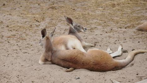 two kangaroos resting in the sand