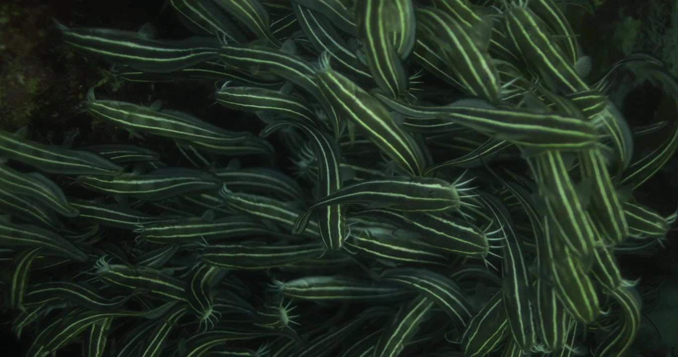 Group of Cat Fish schooling in the Coral Reef of the Red Sea of Egypt