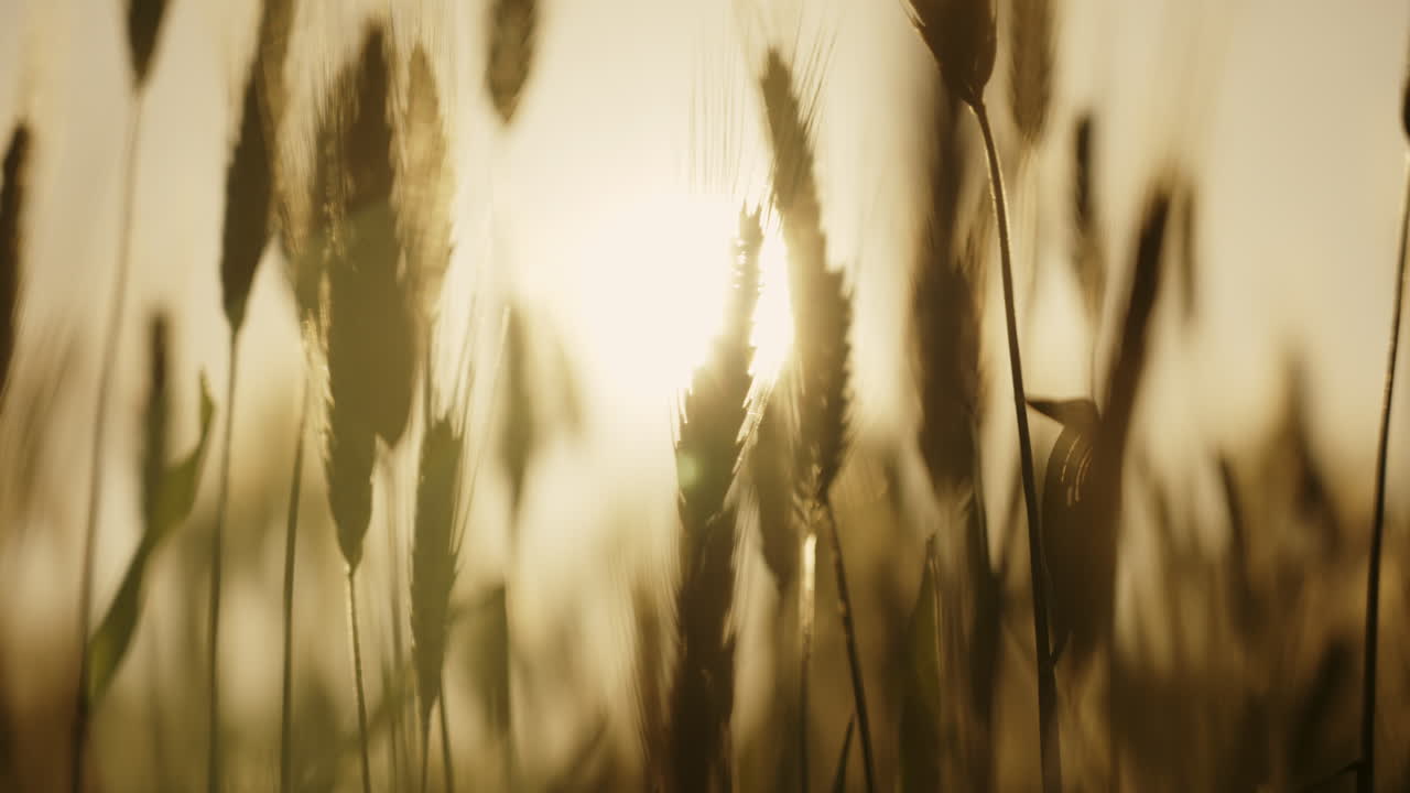 Hvedemark ved solnedgang