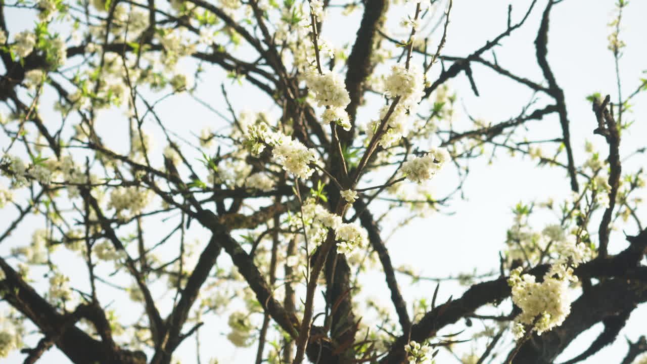 Plum blossoms sway gently in the mountain breeze of Sa Pa, Vietnam, and delicate white flowers bloom on slender branches beneath a pale spring sky.