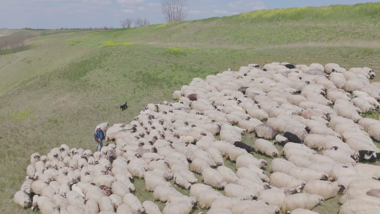 Aerial view of a shepherd with his flock of sheep