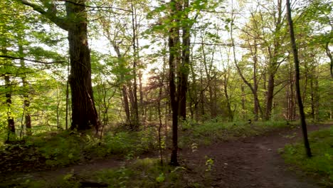 Sideways-Walk-through-Green-Summer-forest-valley