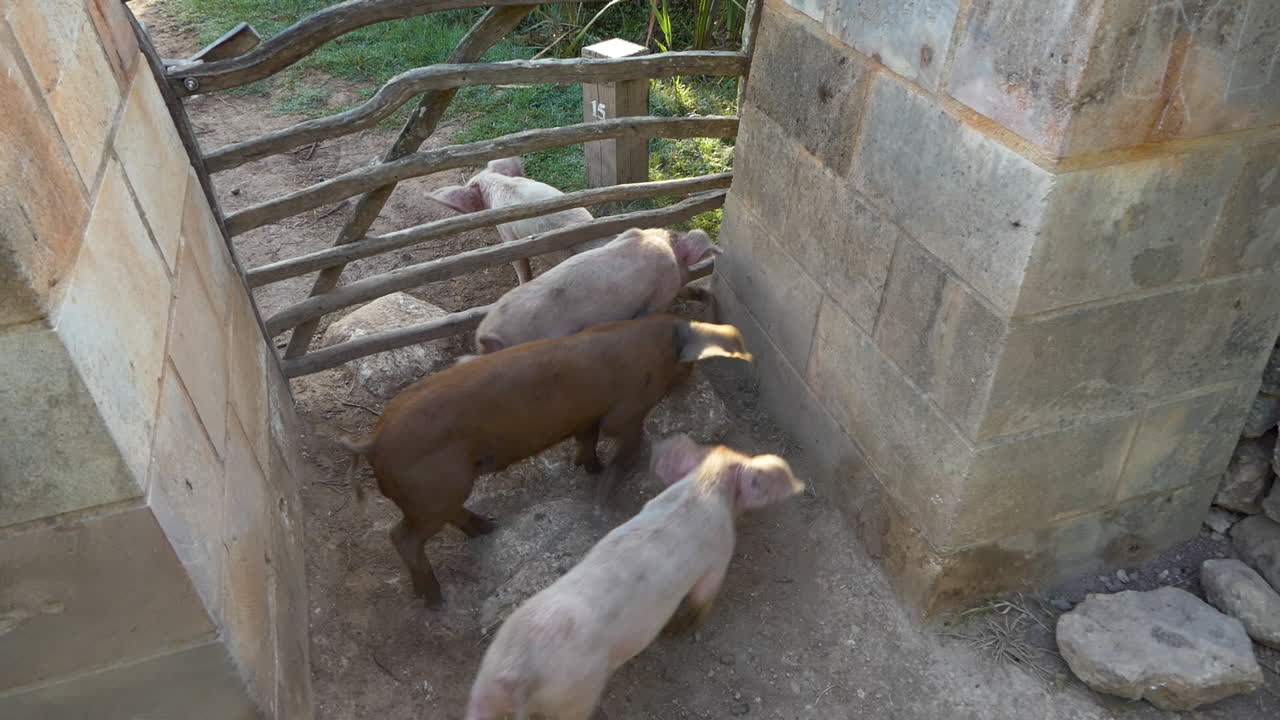 Three little piglets in liberty attempting and succeeding to pass between the bars of a wooden gate, cute and funny scene.