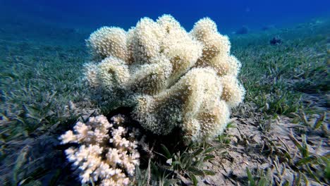 Schwimmen-Im-ägyptischen-Dahab-Meer,-Unterwasser-Korallenboden,-Meereslandschaft-In-Nahaufnahme