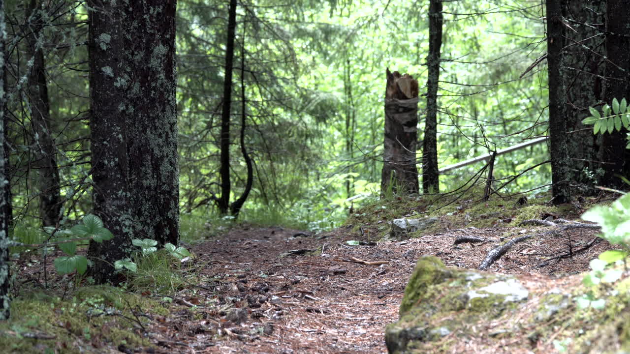 Sentiero nel bosco attraverso gli alberi