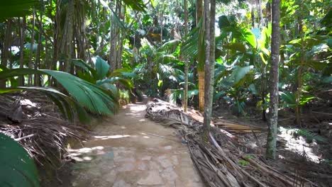 Walking-down-dirt-path-in-tropical-jungle-with-large-green-leaves