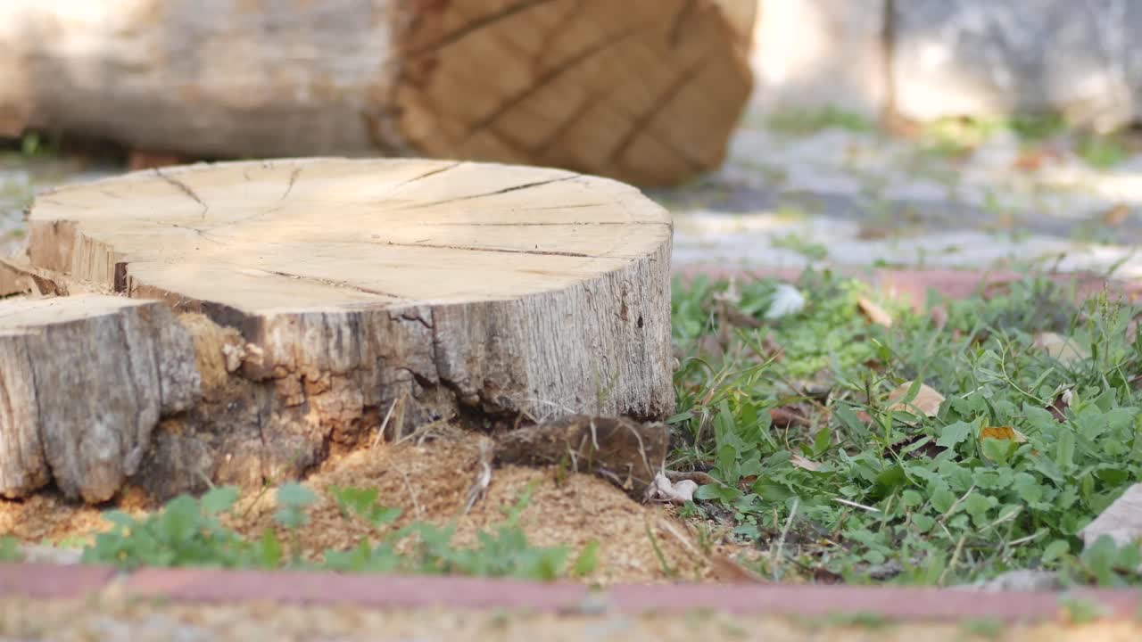 tronco de árbol en un jardín