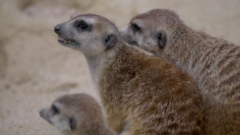 dulce joven pareja suricata comiendo comida en la arena, tiro de cerca