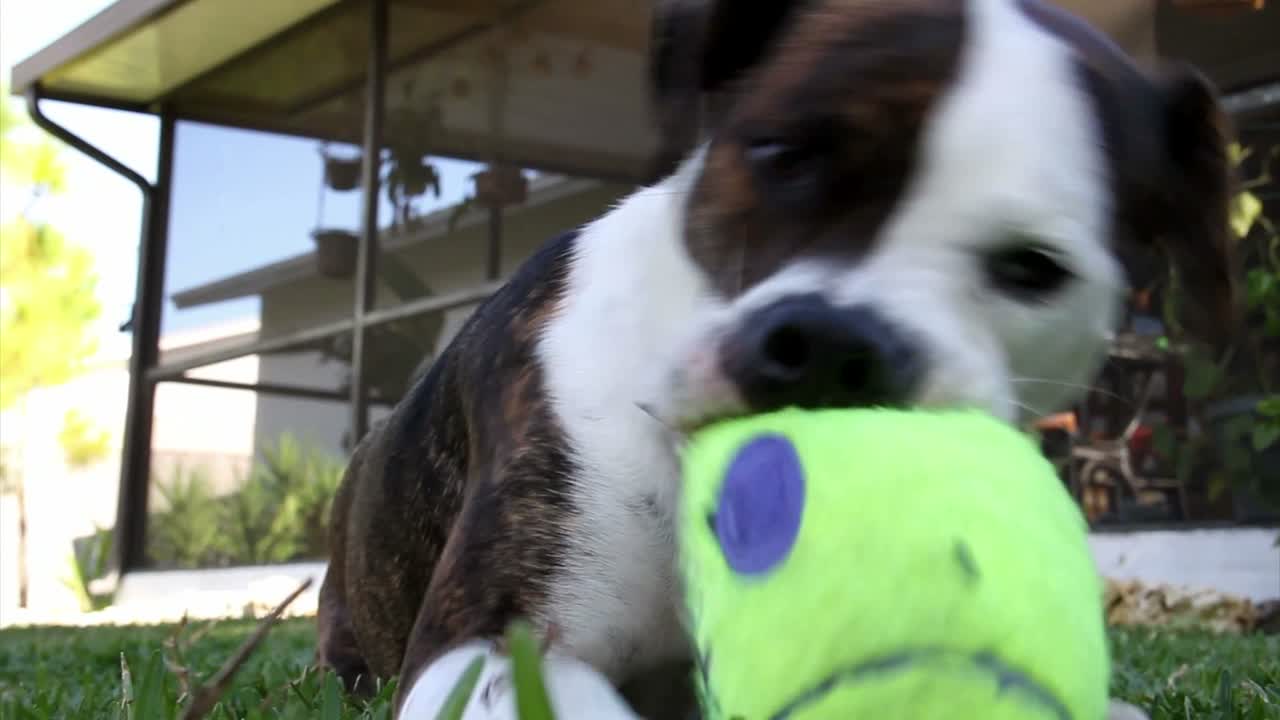 Um cachorro brinca com um brinquedo que faz barulho