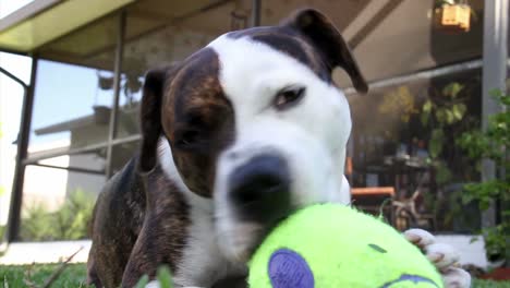 Ein-Hund-Spielt-Mit-Einem-Quietschenden-Spielzeug