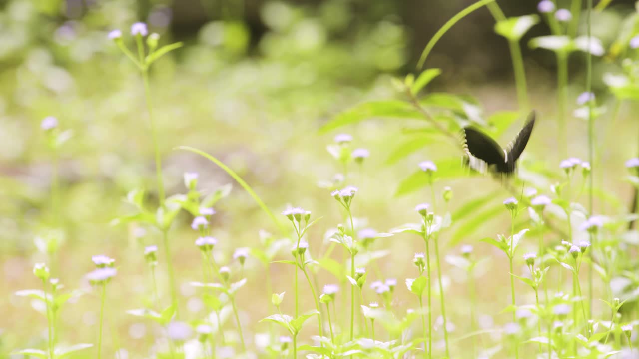 자연 환경에서 꽃을 수분시키는 나비-7