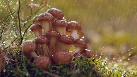 Hongos-Armillaria-De-Agárico-De-Miel-En-Un-Bosque-Soleado-Bajo-La-Lluvia.