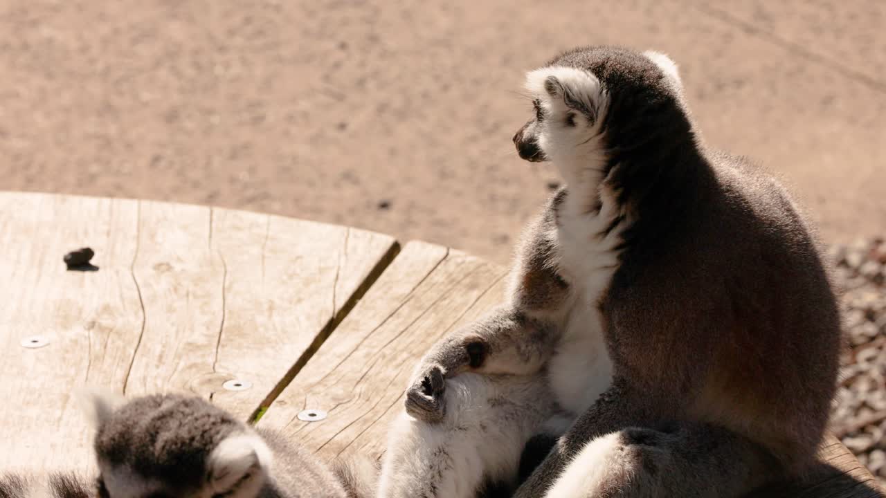 나무 플랫폼 에서 상호 작용 하는 레무르 들