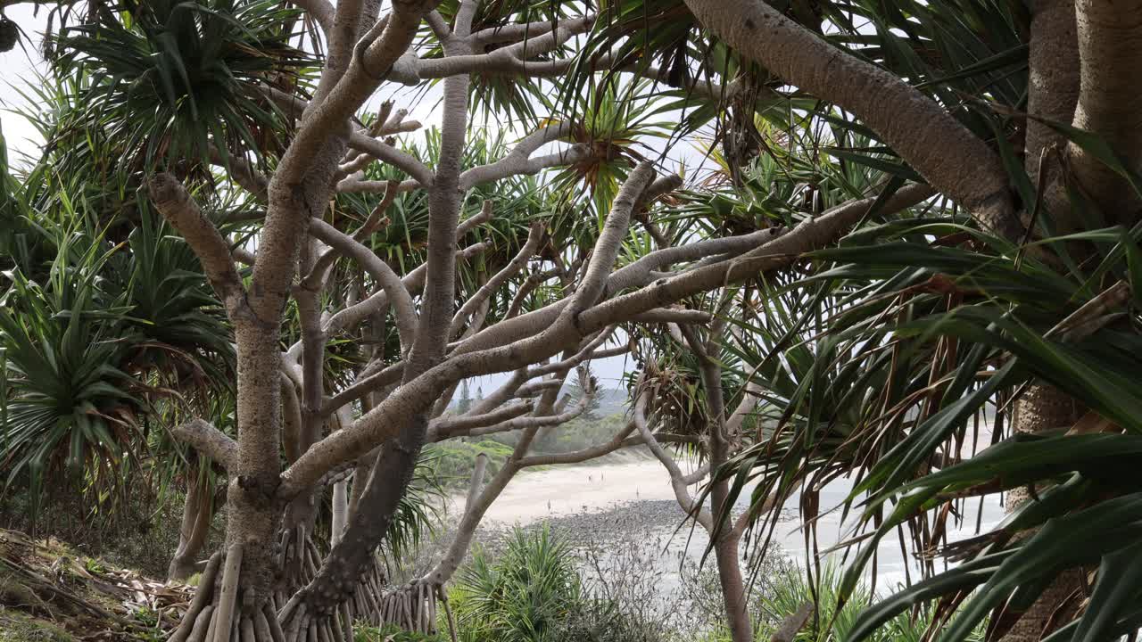vegetación densa con árboles y plantas cerca de la costa