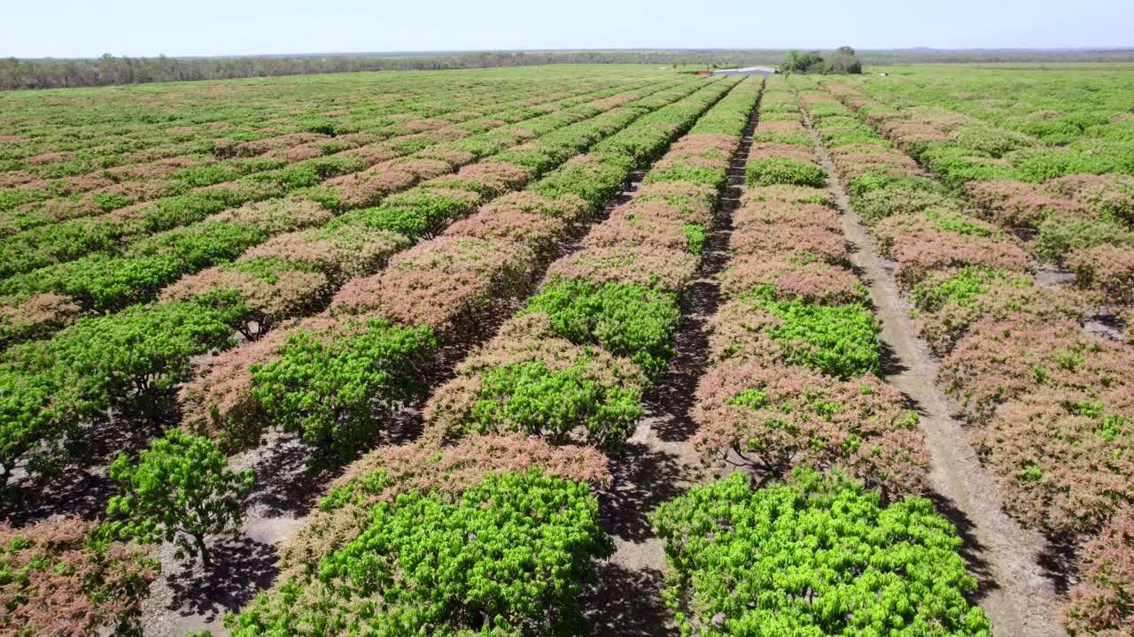 hileras de árboles de mango en flor en una granja en el interior de australia