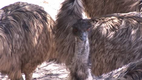 close up of ostrich