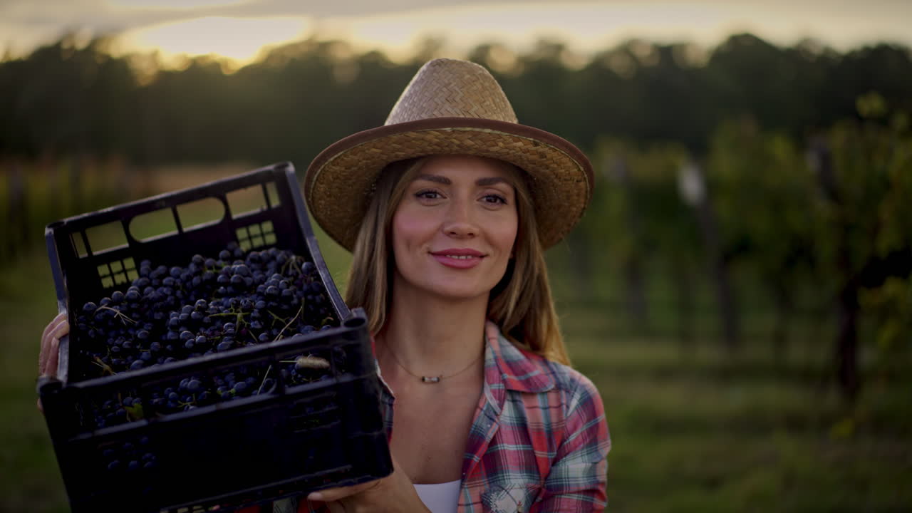 Woman Farmer Harvesting Grapes in Vineyard
