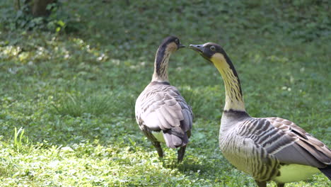 un par de gansos salvajes charlando al aire libre en un prado verde durante el día soleado, primer plano