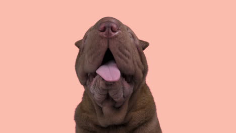 shar pei dog puppy lying down against white background